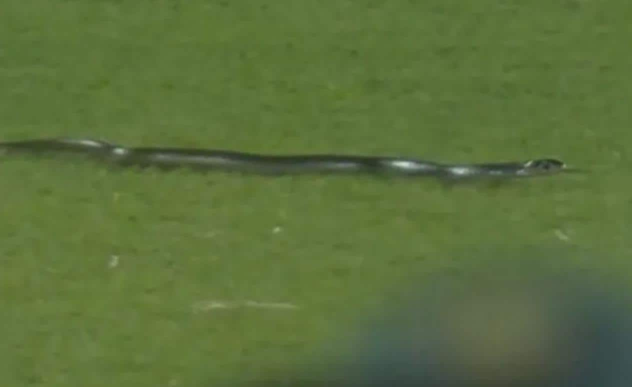 Snake attack in IND-SA T20I [Screengrab]
